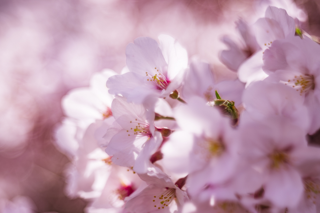 桜