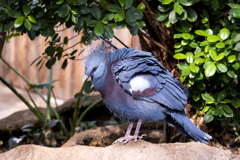 オウギバト