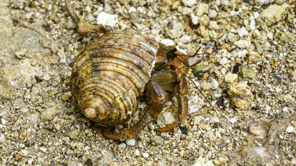 オカヤドカリ（体長10cm）