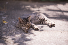 相島の猫㉓