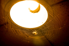 Spider's Lamp Shade.ver2