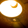 Spider's Lamp Shade.ver2