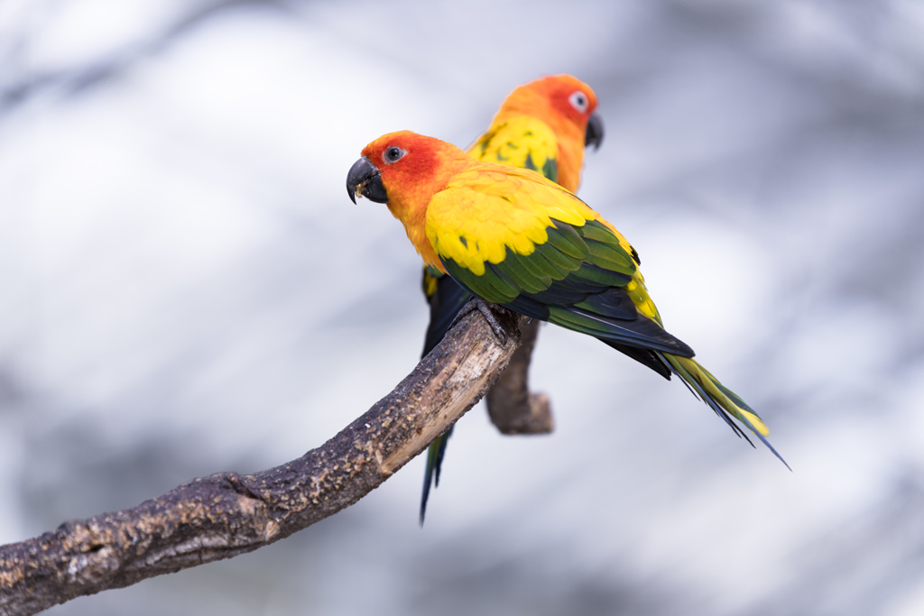 コガネメキシコインコ