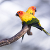 コガネメキシコインコ
