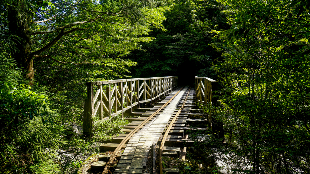 森の架け橋