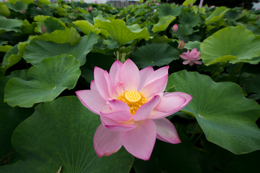 森川花はす田