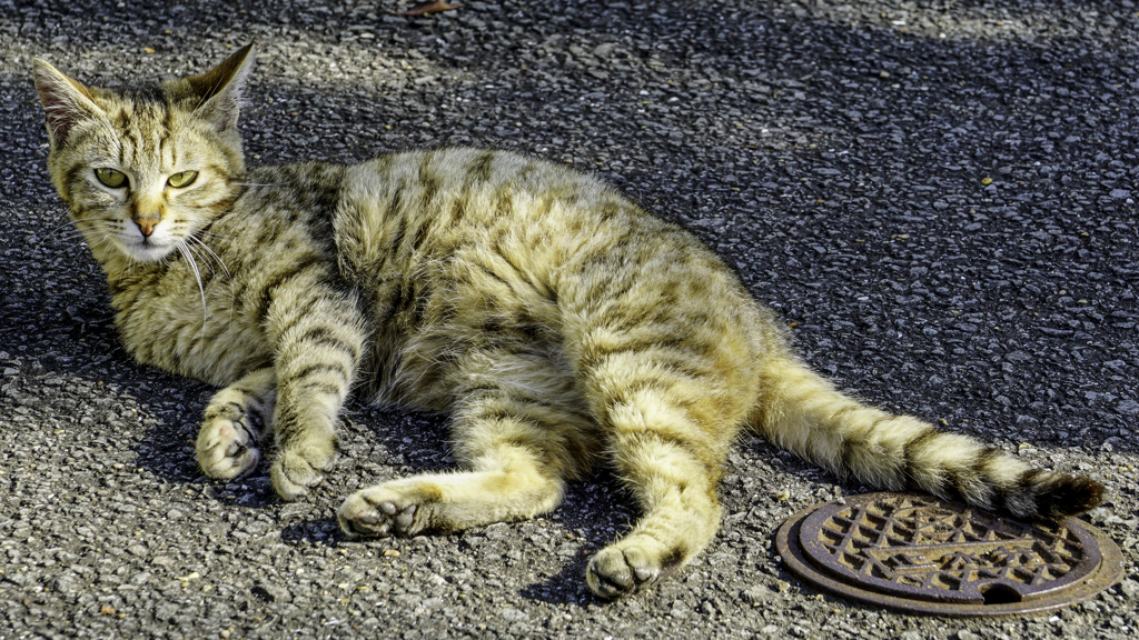 長崎の猫♪