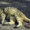 長崎の猫♪