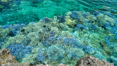 池間島のサンゴ礁②