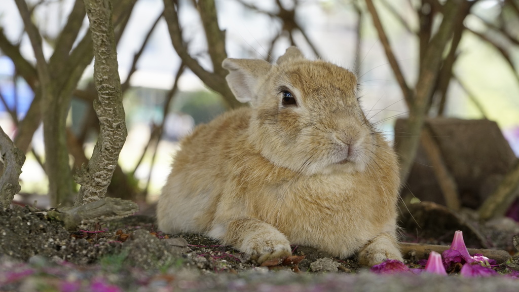 日除けうさぎ