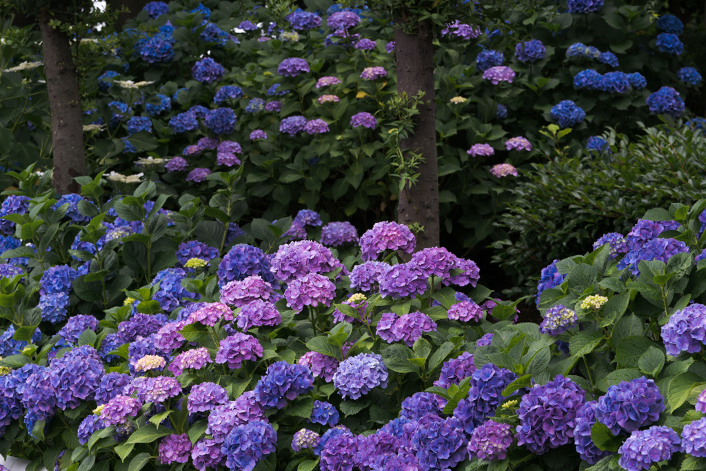 曇り空こそ光る紫陽花