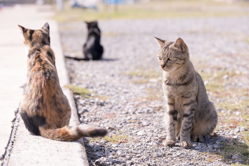 相島の猫⑨