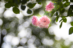 Bubblicious Rose