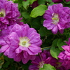 紫の花