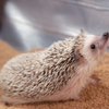 ハリネズミ