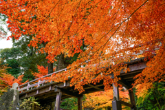 徳川園の秋