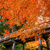 徳川園の秋