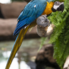 ルリコンゴウインコ