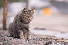 相島の猫⑥