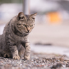 相島の猫⑥