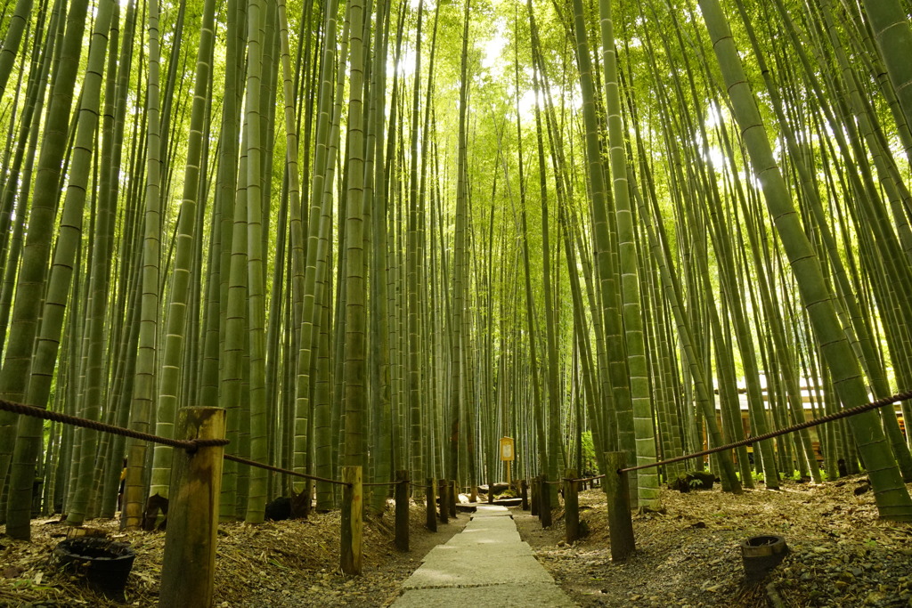 報国寺の竹林