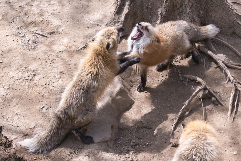 蔵王キツネ村⑬