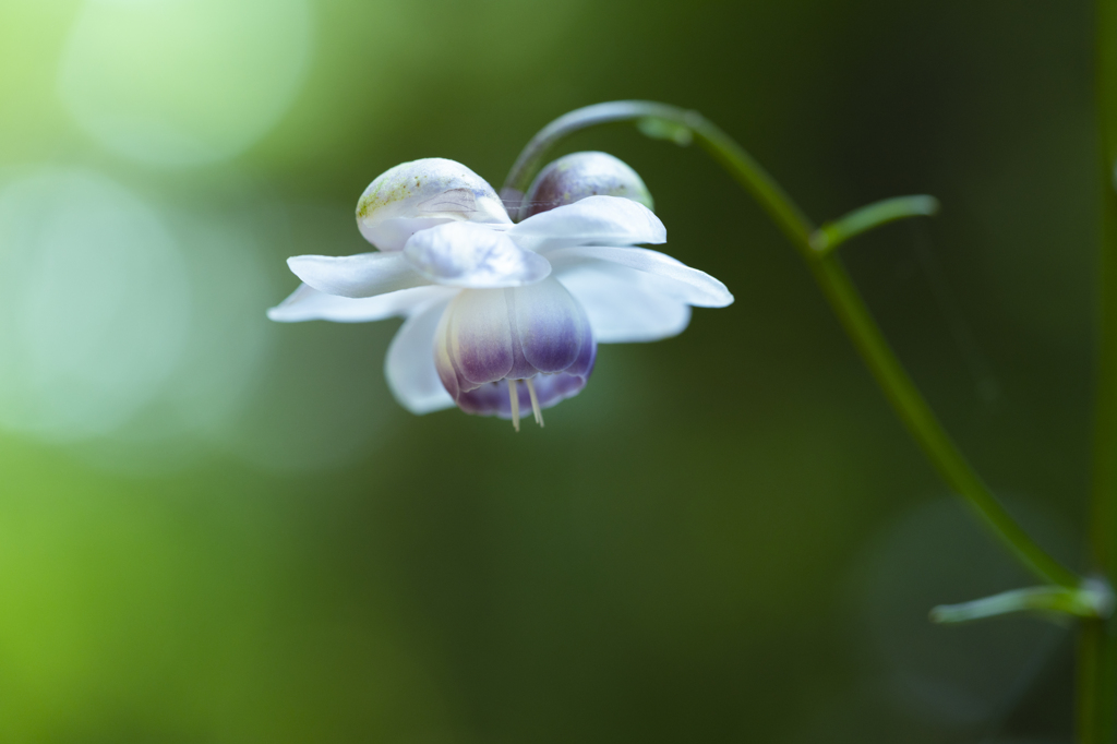 『道草ランプ』