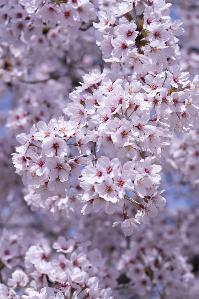 たわわ桜