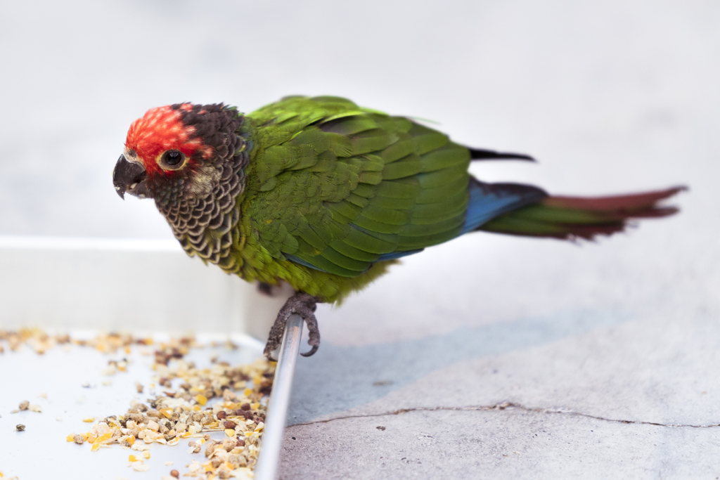 バライロビタイウロコインコ