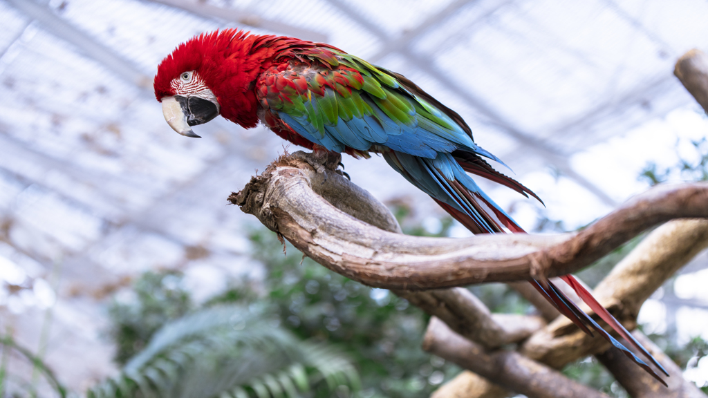 ベニコンゴウインコ