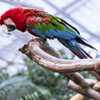 ベニコンゴウインコ