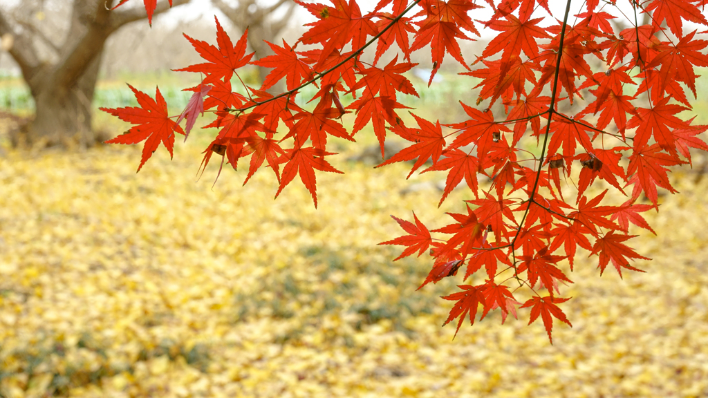 紅葉と黄葉