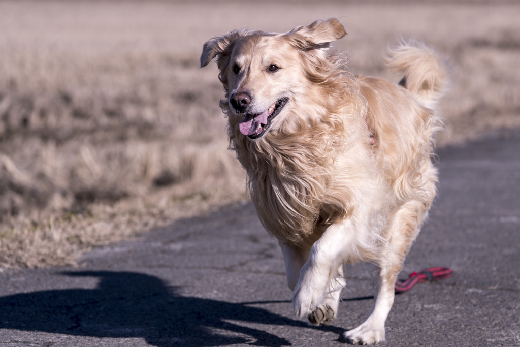 The Running Golden Retriever⑬