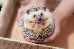 ハリネズミ④