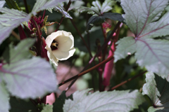 唐辛子の花