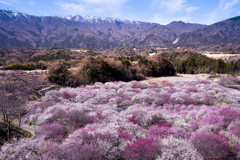 鈴鹿山脈と梅の村