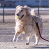 The Running Golden Retriever⑩