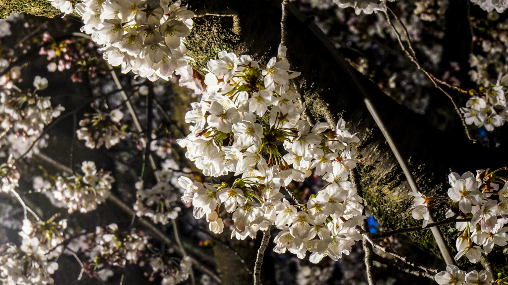 夜桜