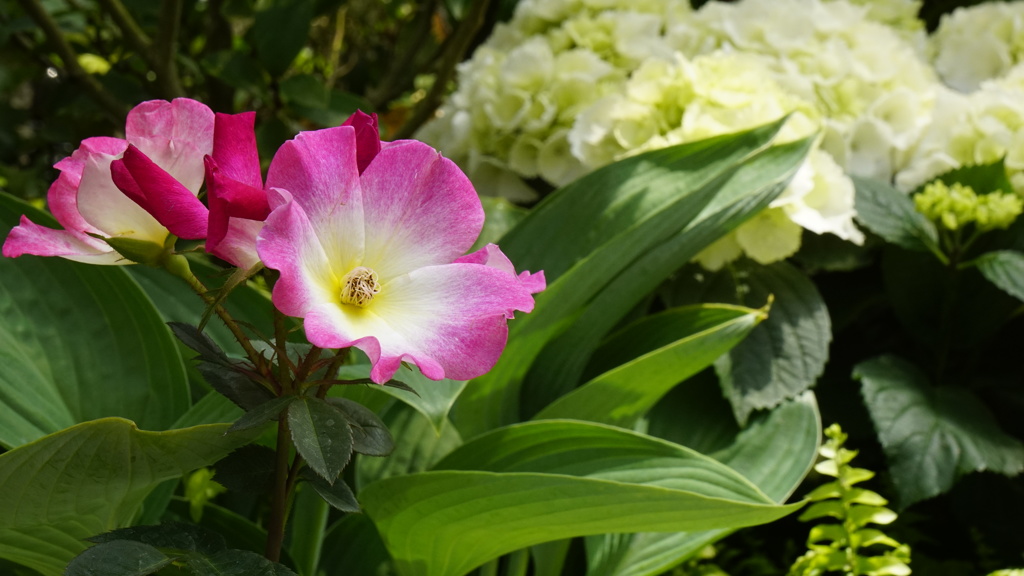 ピンクの花