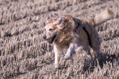 The Running Golden Retriever②