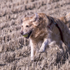 The Running Golden Retriever②