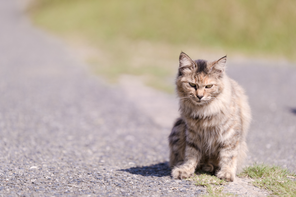 相島の猫⑫