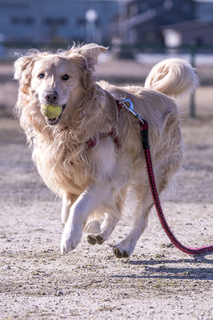 The Running Golden Retriever⑧