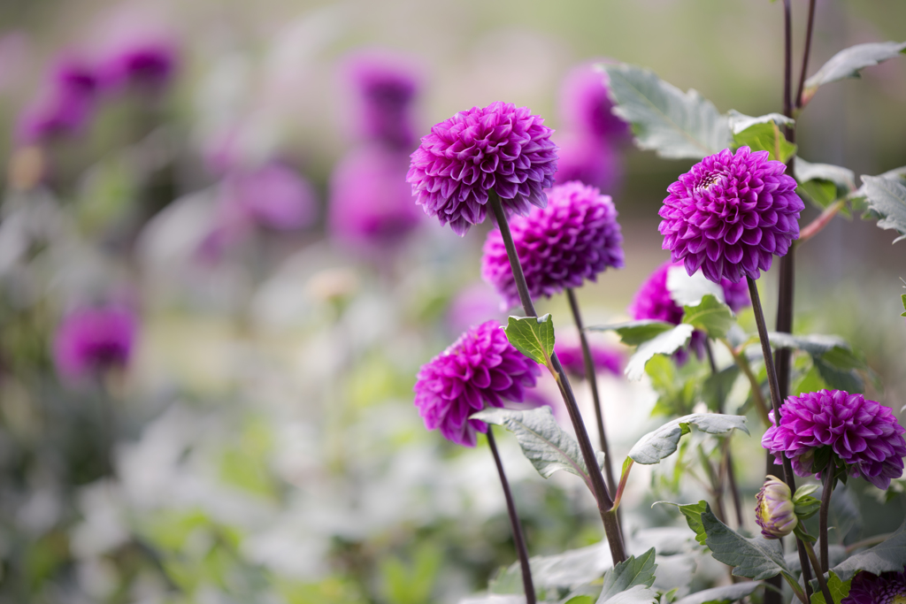 Purple Dahlia