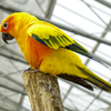 コガネメキシコインコ