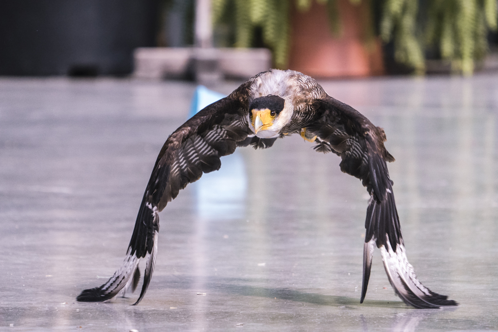 カンムリカラカラ④