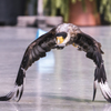 カンムリカラカラ④