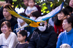 ルリコンゴウインコ