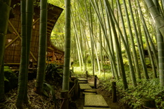 竹を観ながらお茶をしましょう♪