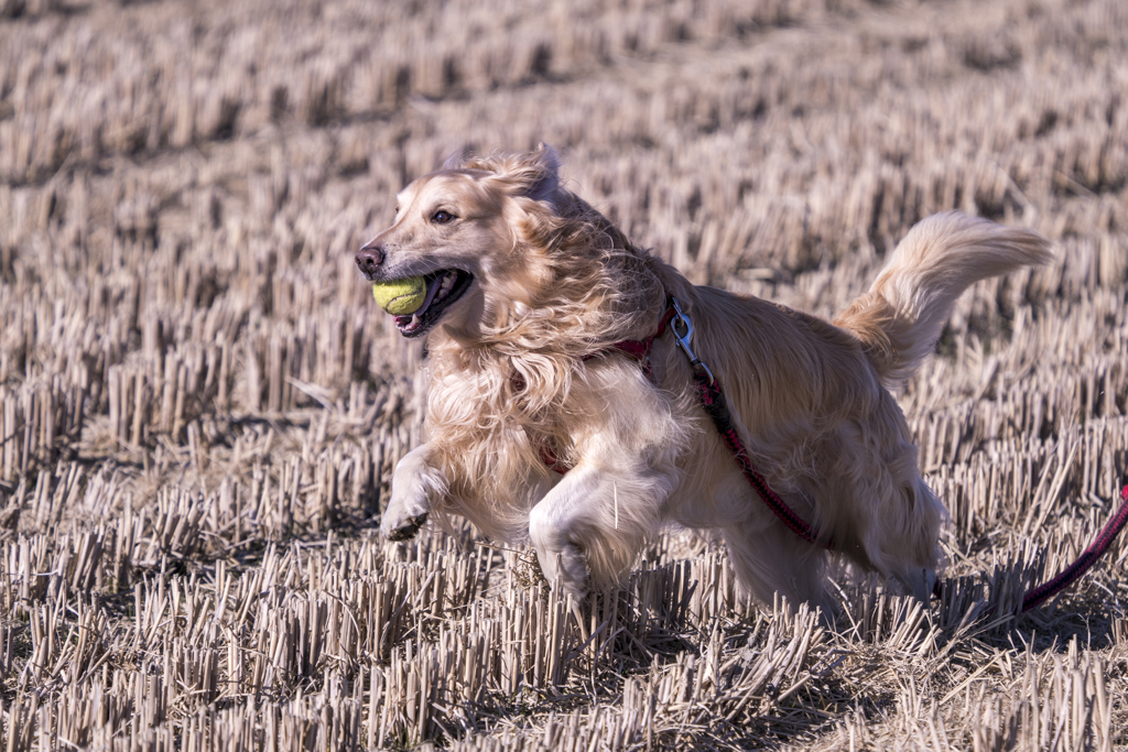 The Running Golden Retriever⑤